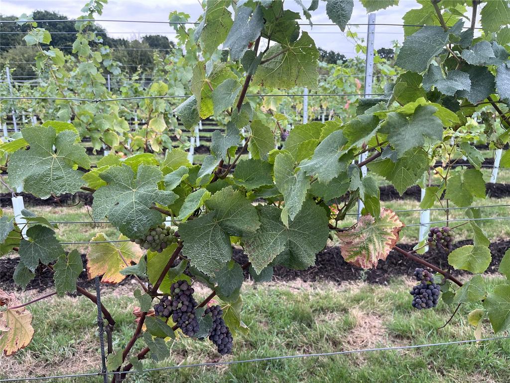 Vineyard