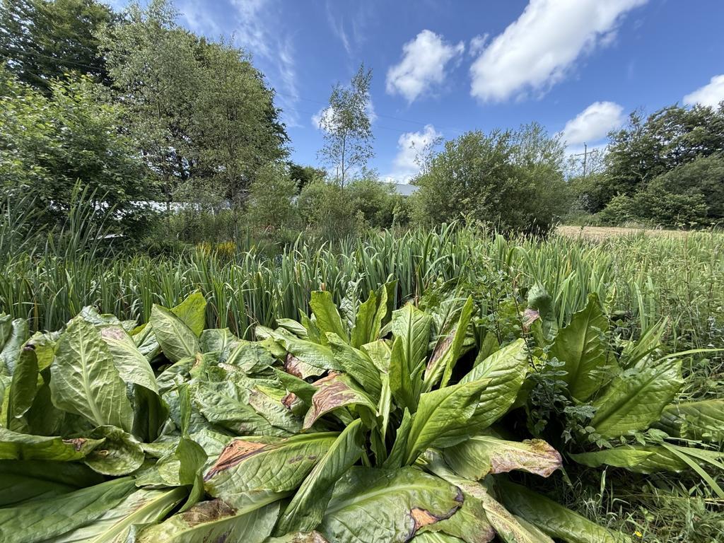 The Grounds