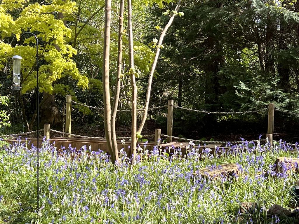 Bluebells