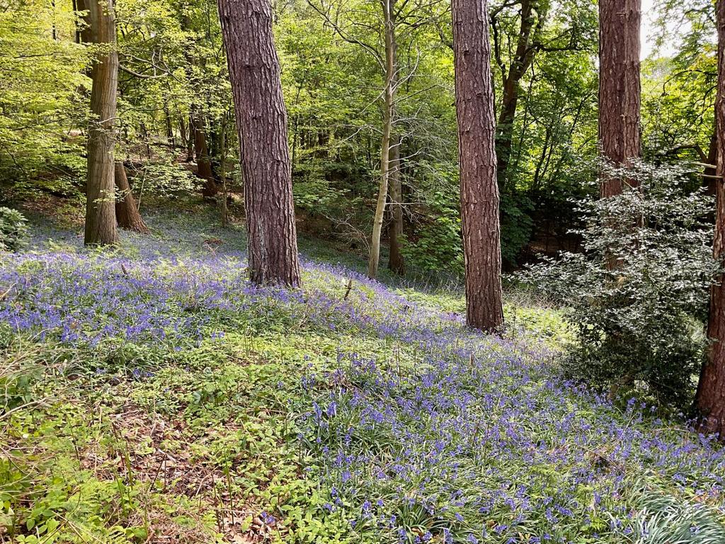 YOUR OWN BLUEBELL WOOD.png