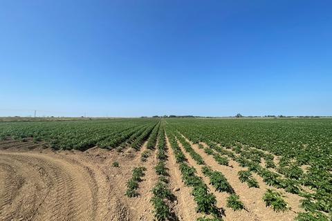 Land to rent, GOSBERTON AND SURFLEET FEN FARM