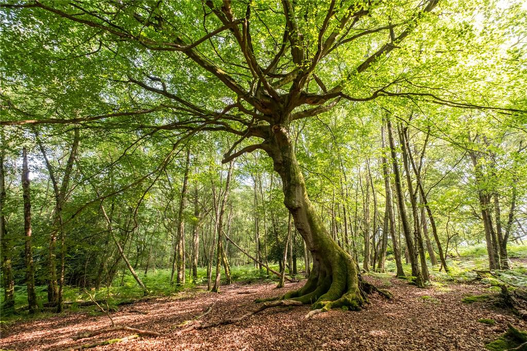 Woodland
