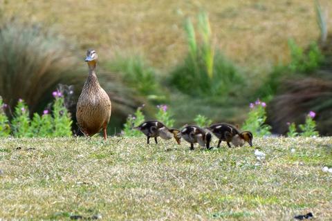 undefined, Bewholme East Yorkshire