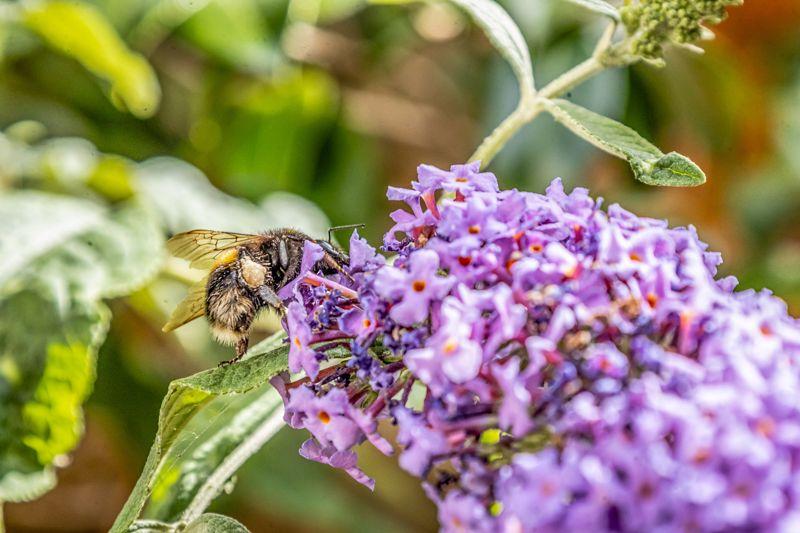 Bee