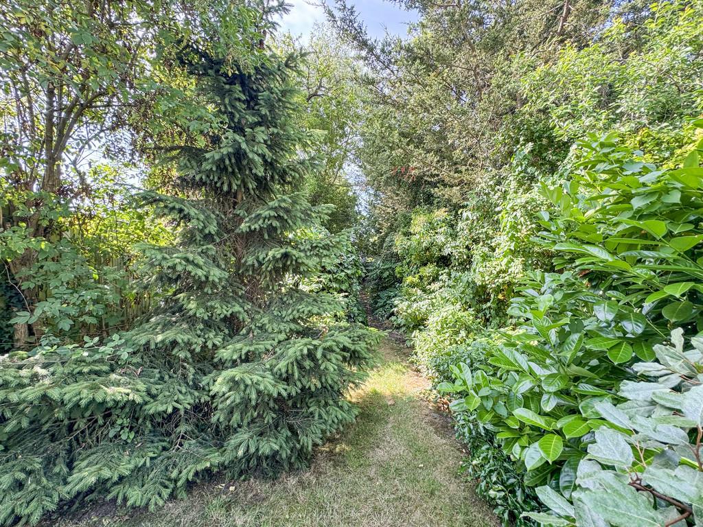 Garden back path and sheds