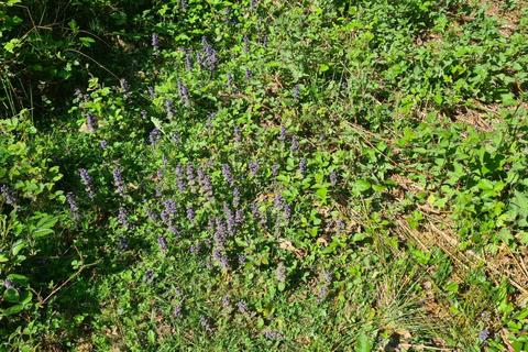 undefined, Farley Heath, Albury, Guildford