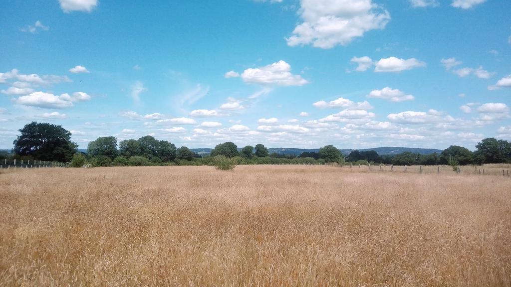 2 acres of flat pasture land.