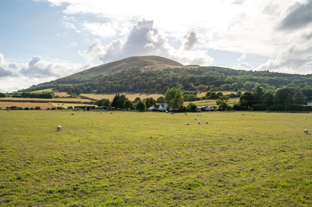 Grass Paddock