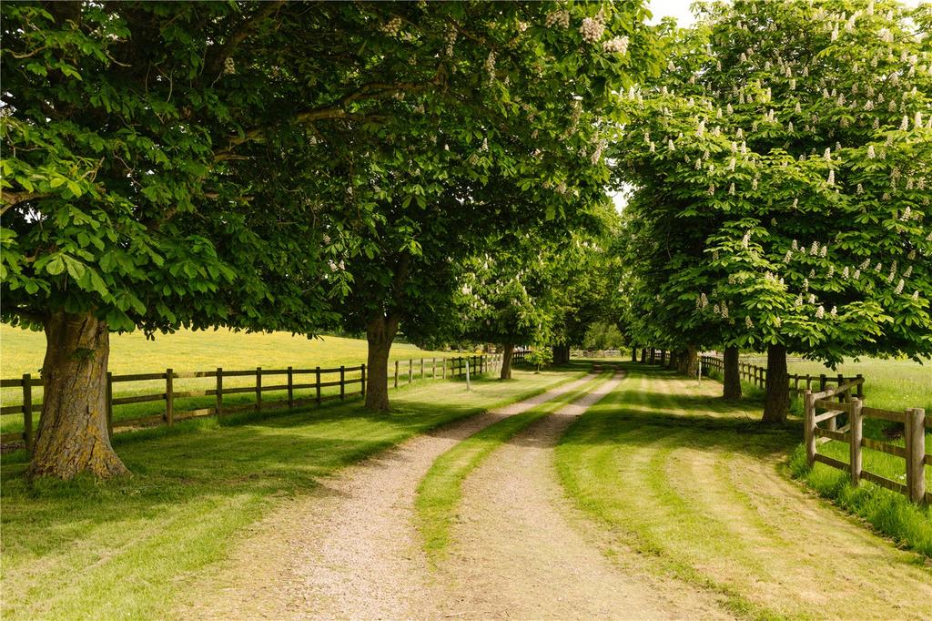 Tree Lined Drive