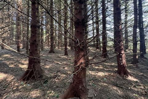 undefined, Ardochrig Wood, Strathaven G75