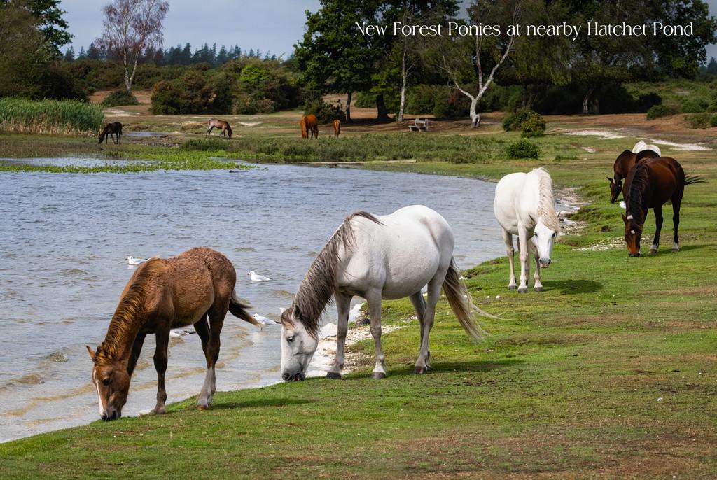 RC Ponies