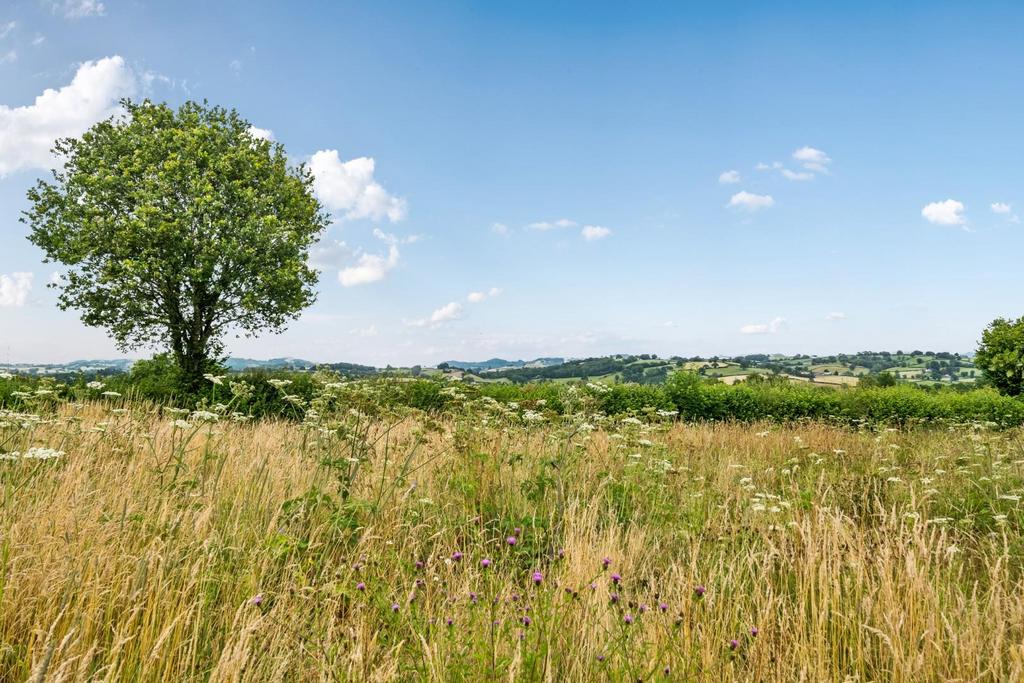 Wild flower meadow.jpg
