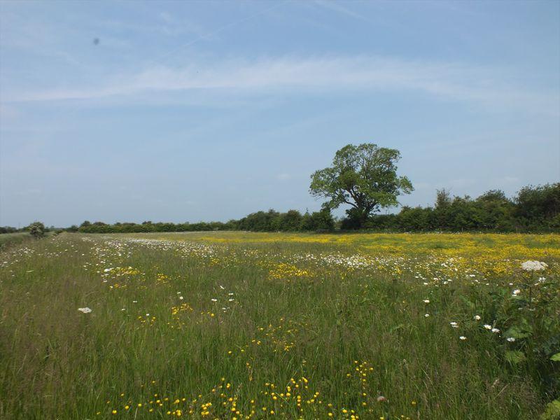 Wild Flower Meadow