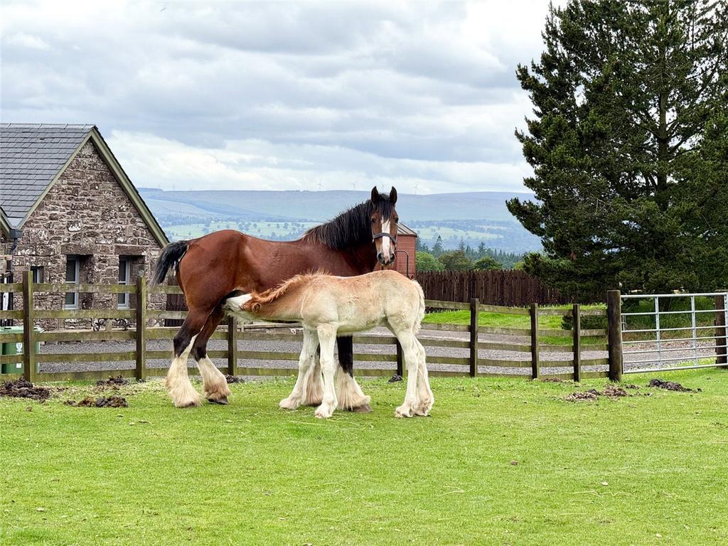 Blairmore Farm