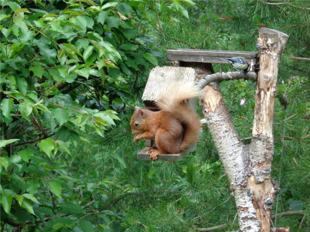 Red Squirrel