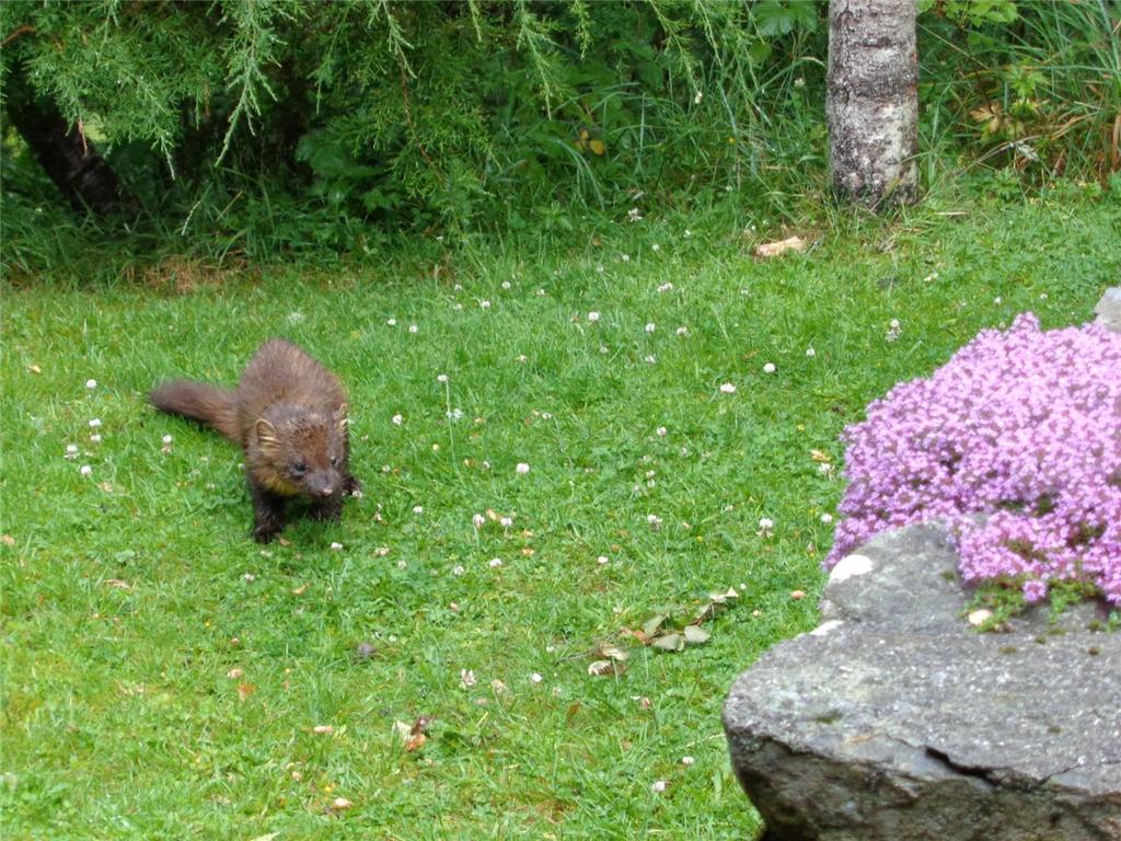 Pine Martin