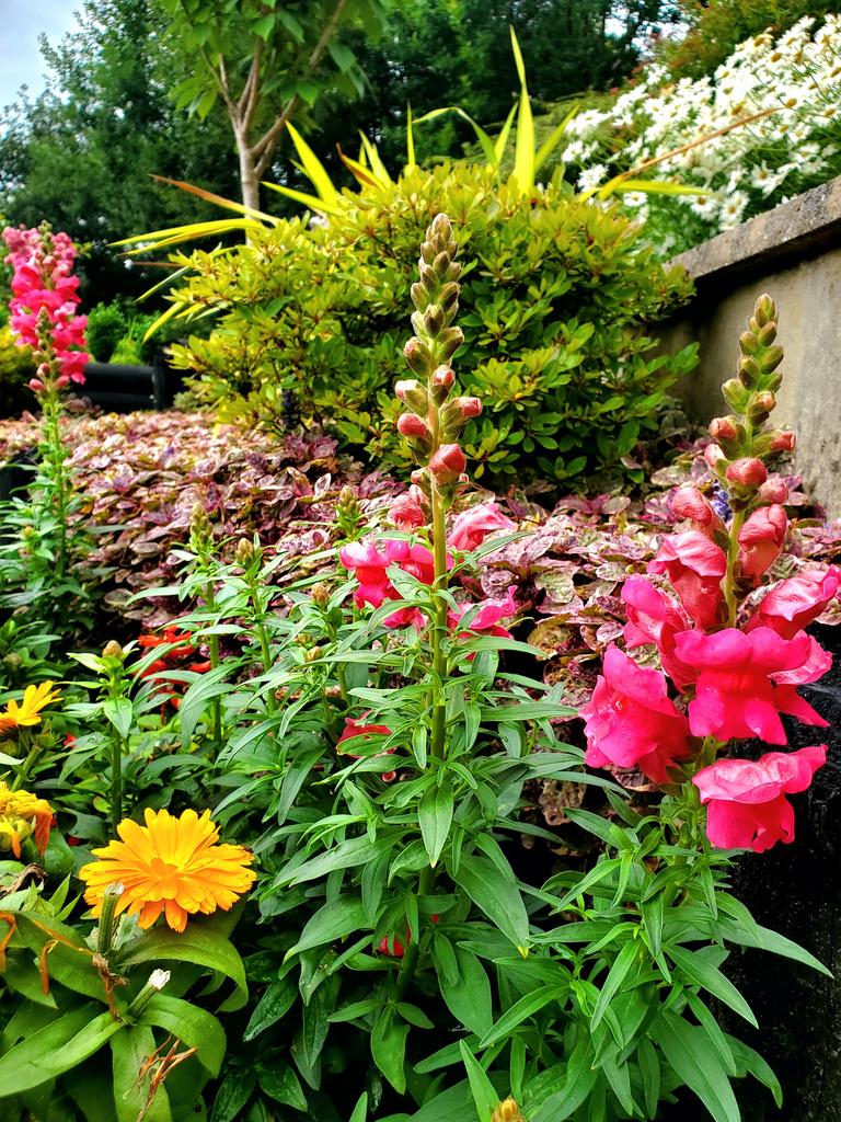 Garden (third image)