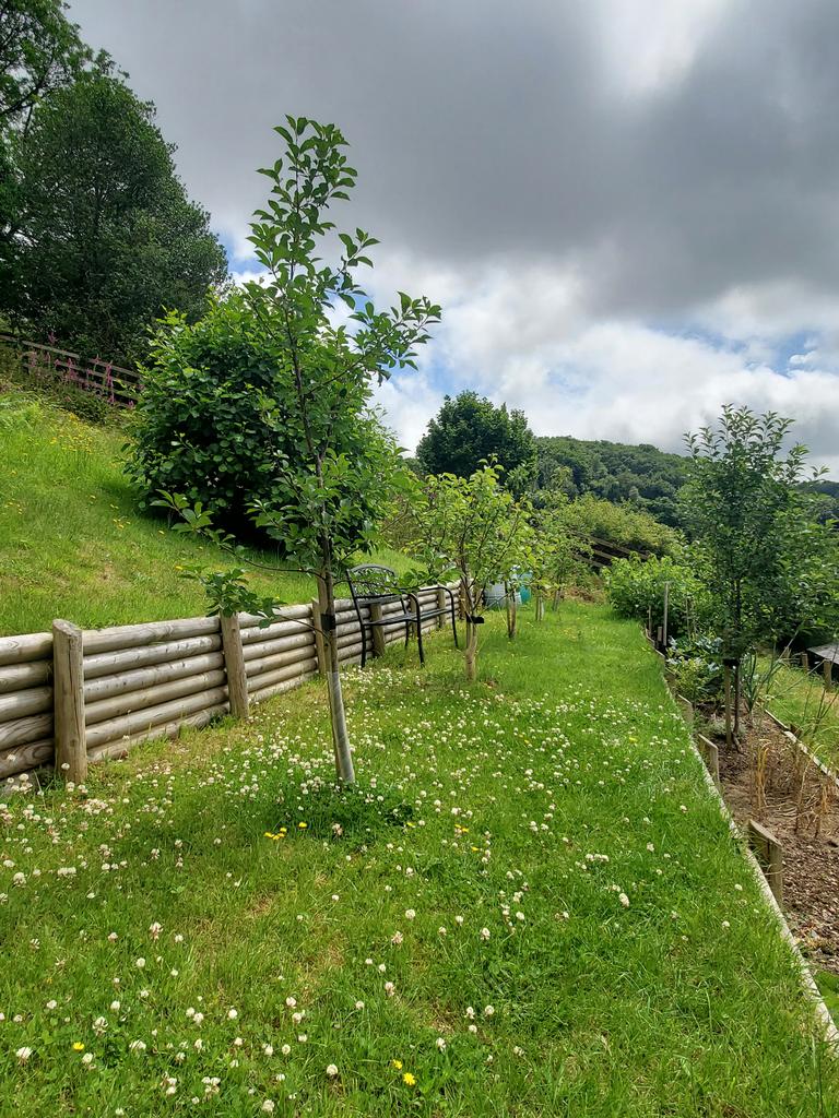 Orchard