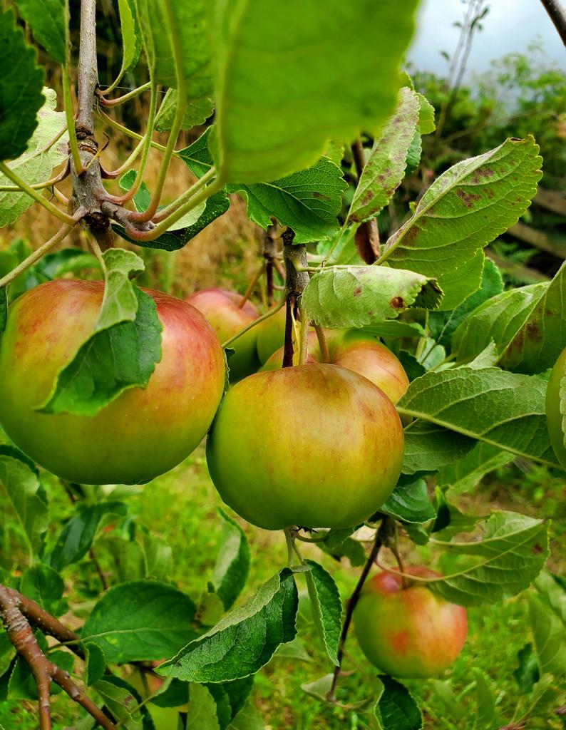 Orchard (second image)