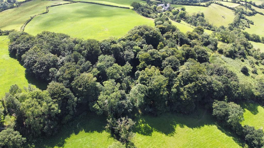 Woodland