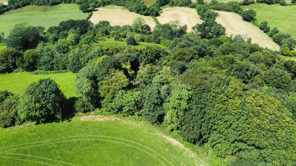 Woodland