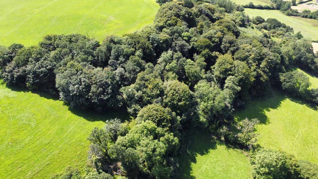 Woodland