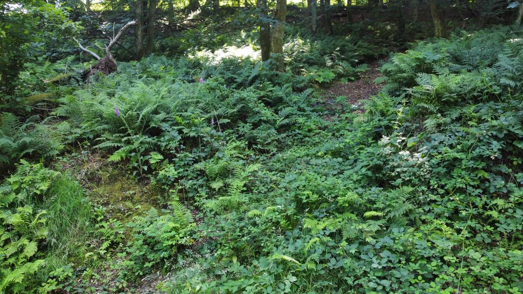 Woodland