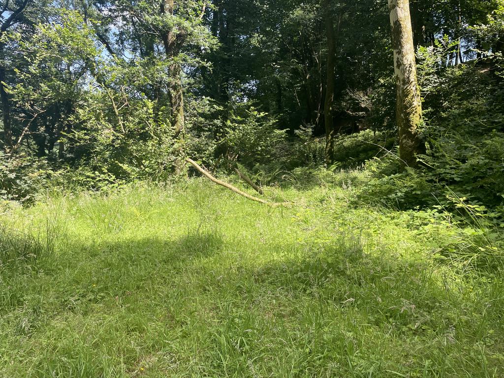 Woodland