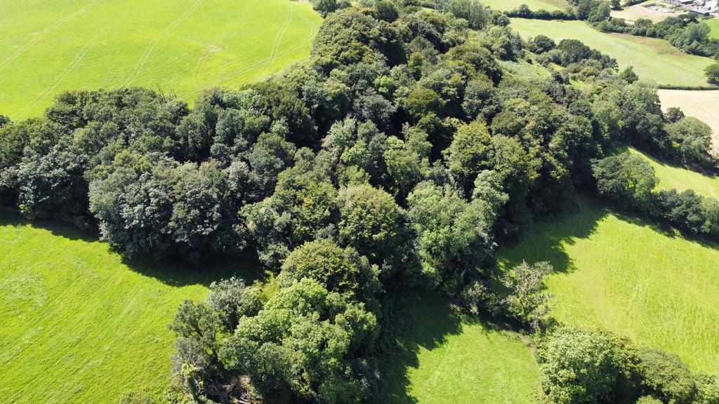 Woodland