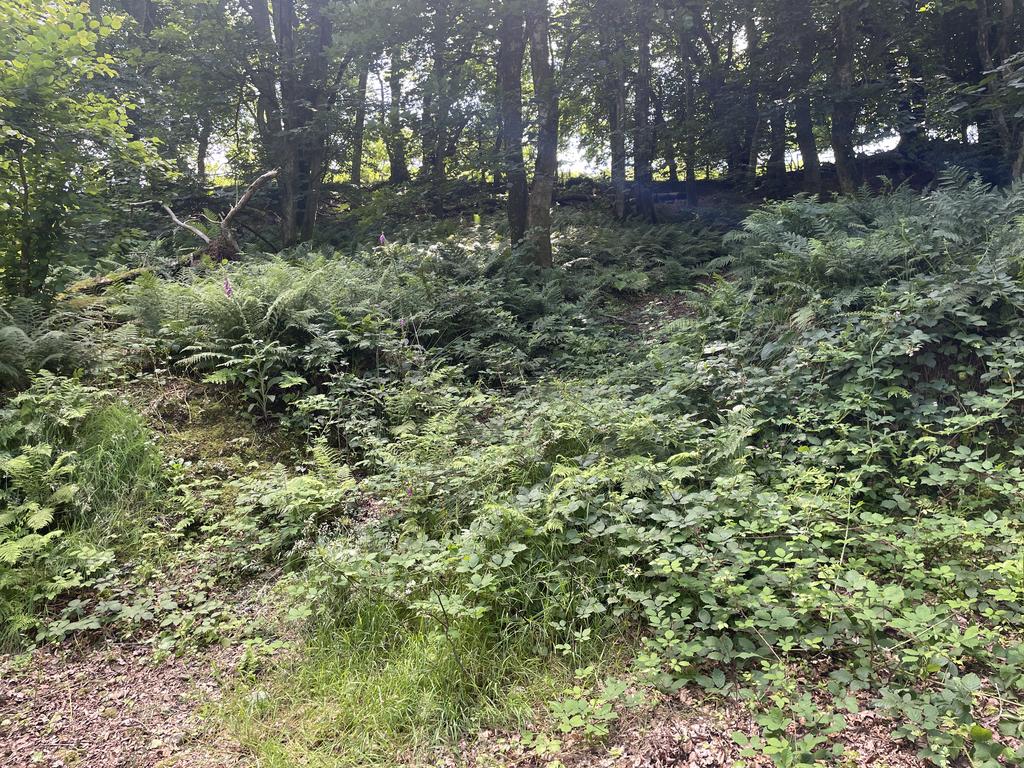 Woodland