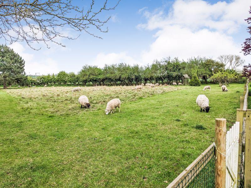 Paddock Spring Time
