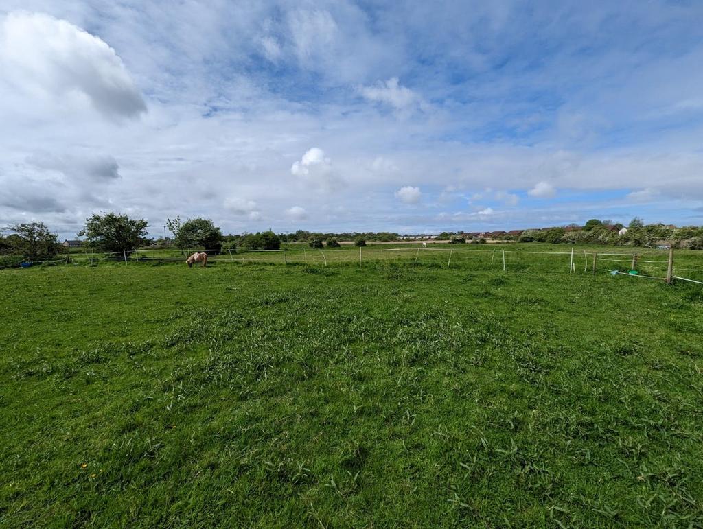 Guinea Hall Lane Horses 3.jpg