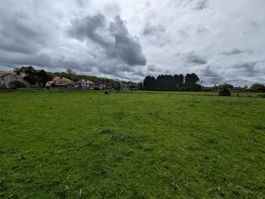 Guinea Hall Lane Horses 1.jpg