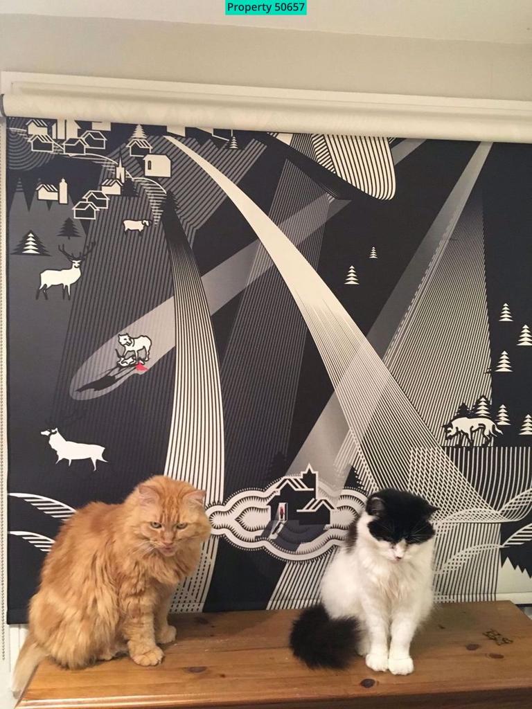Previous friendly feline tenants