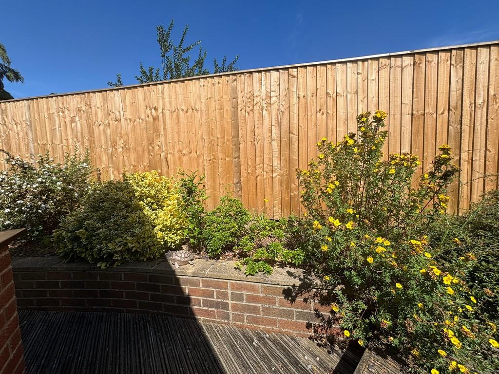 Back garden 2
