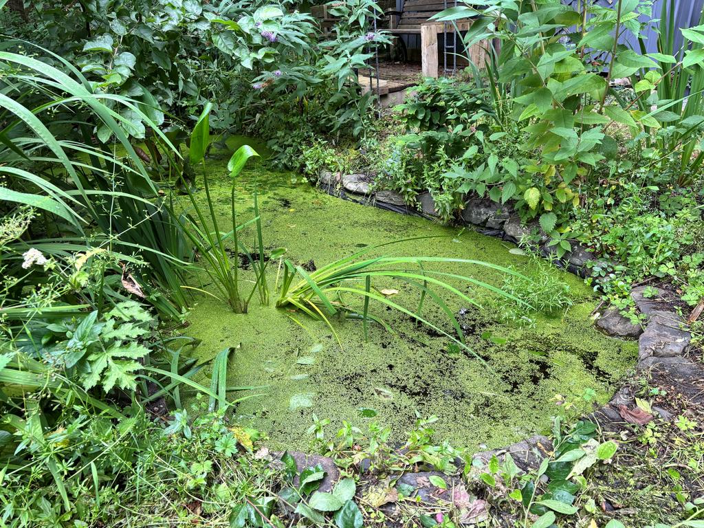 Pond