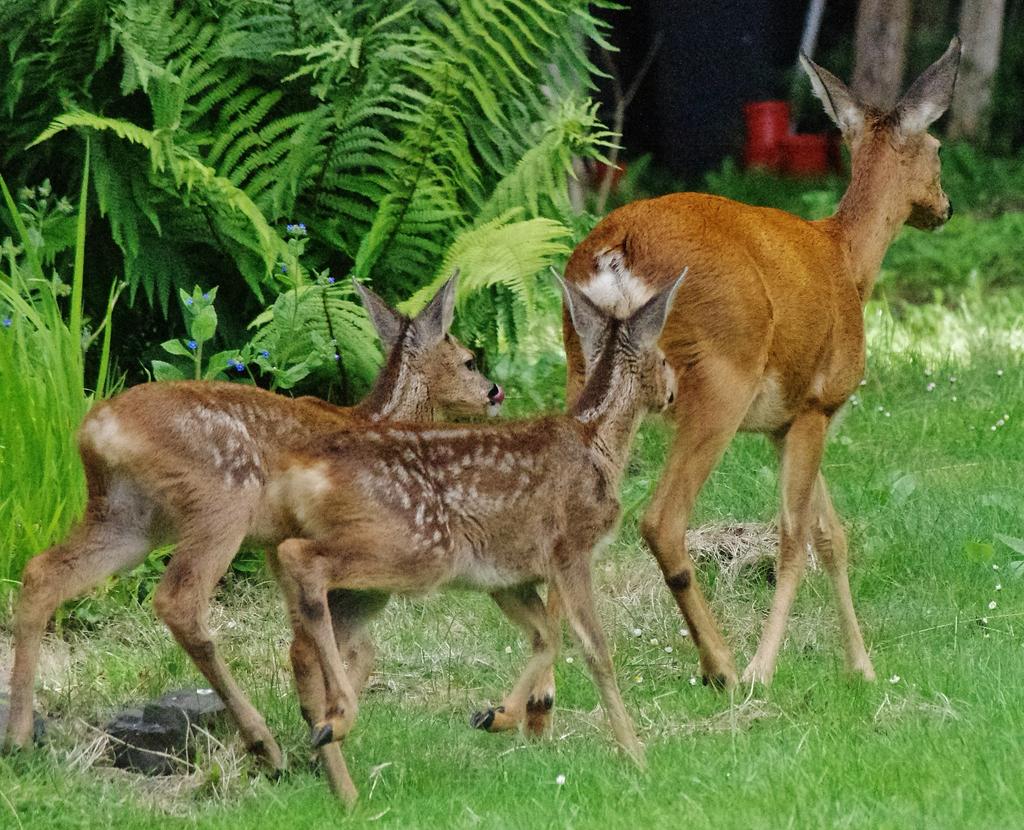 Deer Family