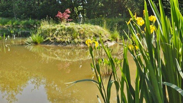 Pond In Spring