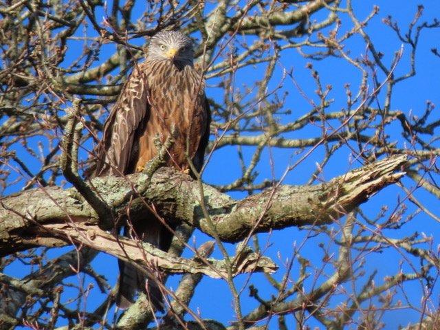 Red Kite