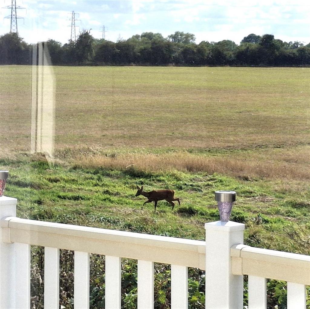 The neighbour.