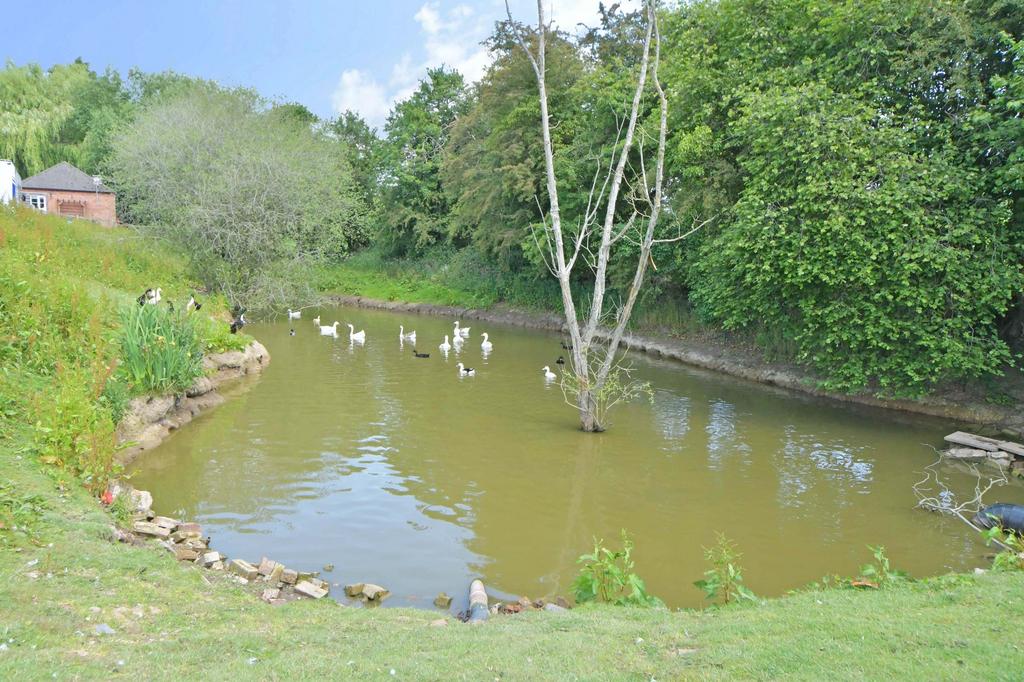 Duck pond