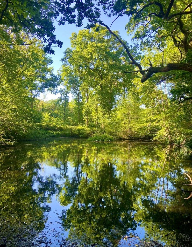 Separate Woodland