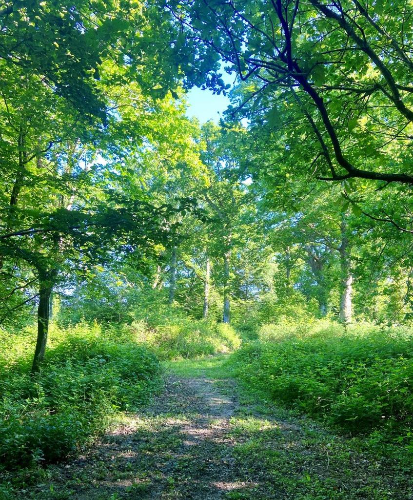 Separate Woodland