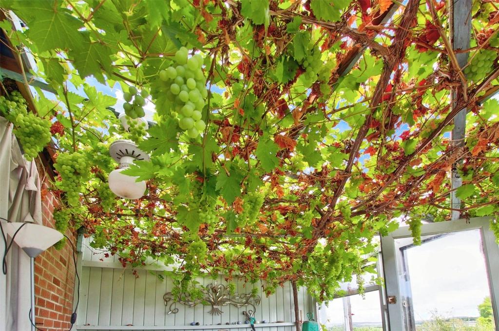 Vine