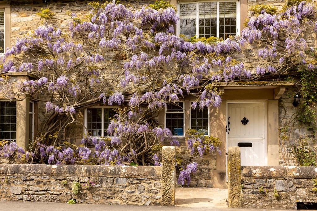 Wisteria pic.jpg