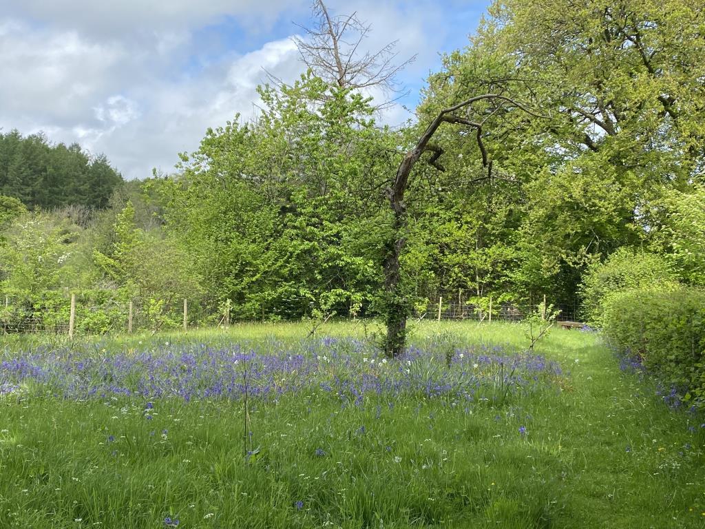 Orchard