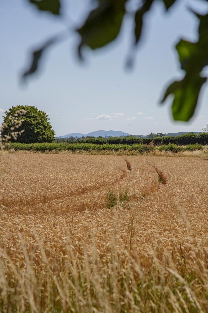 Land
