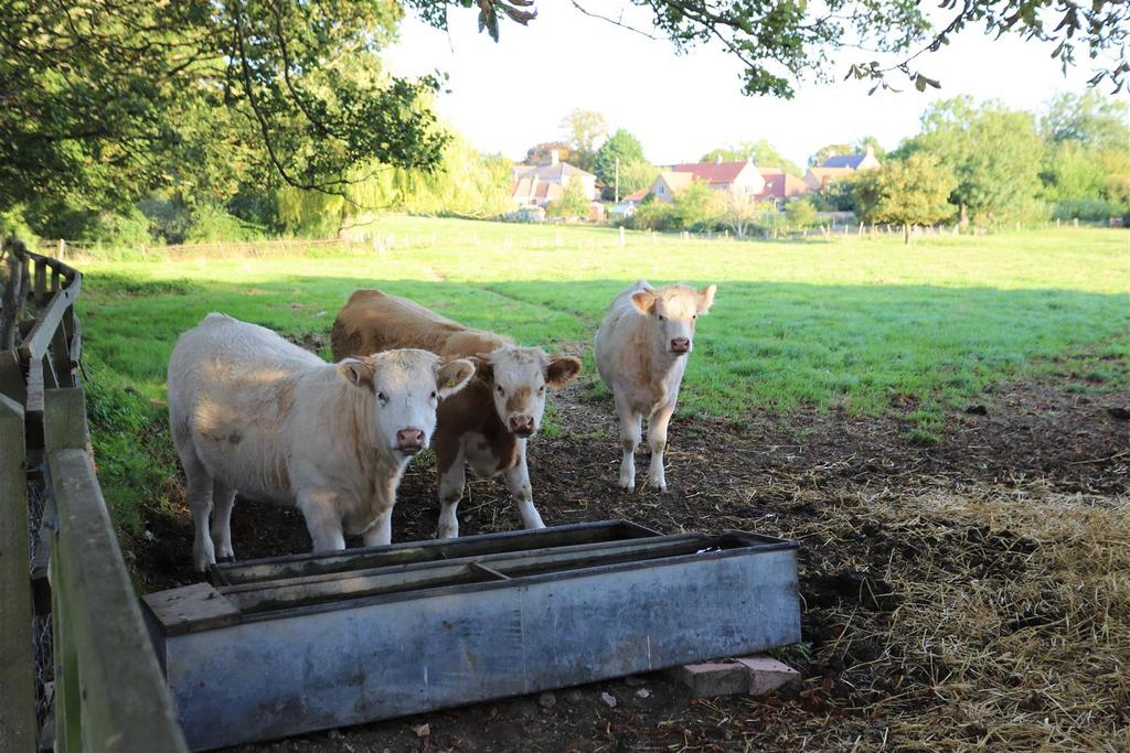 Nosey Neighbours