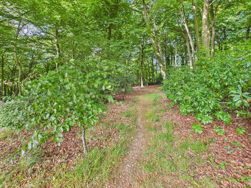 Woods
