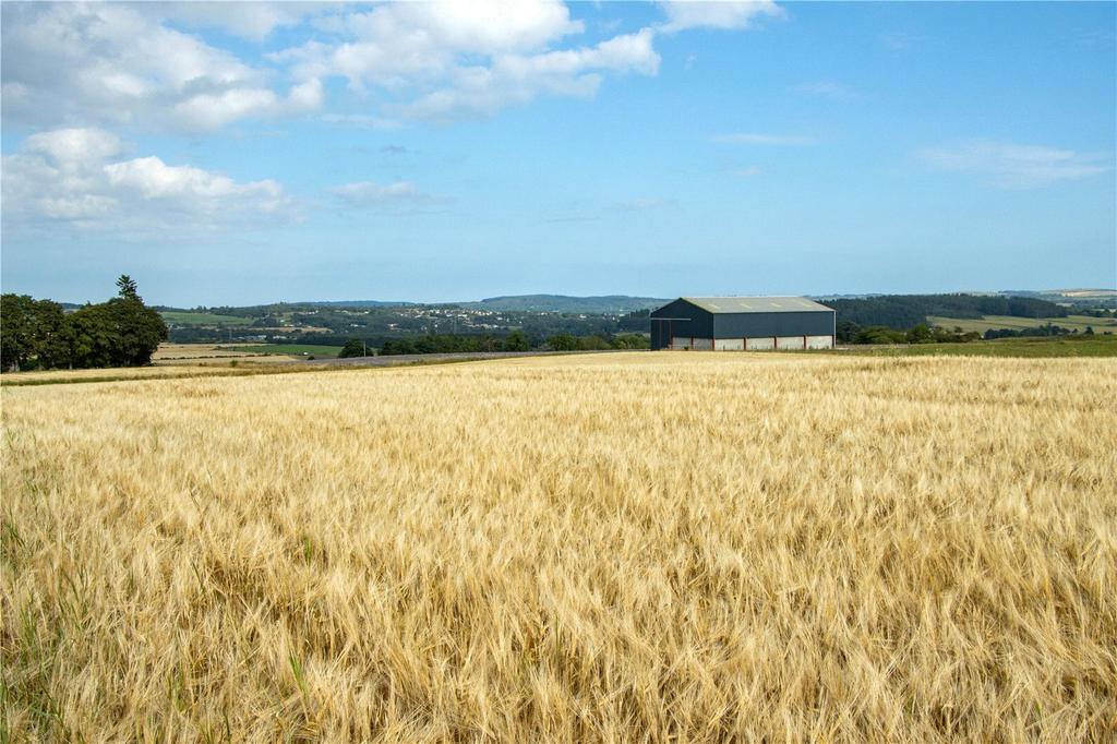 Barley